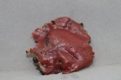 Phillipsia domingensis