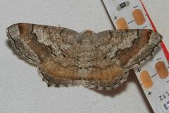 Macaria distribuaria