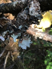 Platismatia norvegica