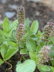 Salix petrophila