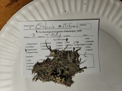 Cladonia multiformis