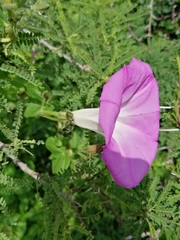 Ipomoea orizabensis novogaliciana