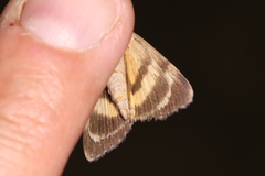 Catocala gracilis