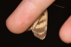 Catocala gracilis