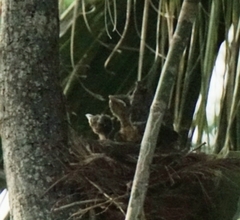 Turdus grayi