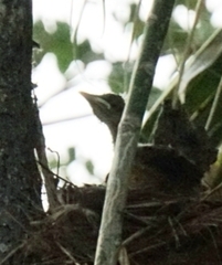 Turdus grayi