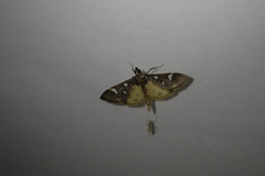 Cotachena