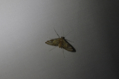 Eoophyla gibbosalis