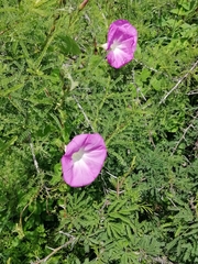 Ipomoea orizabensis novogaliciana