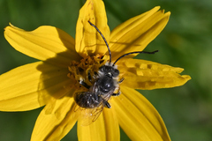 Melissodes microstictus