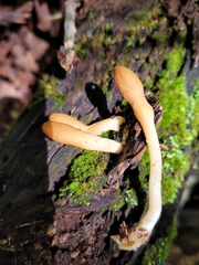 Trichoderma alutaceum