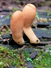 Trichoderma alutaceum