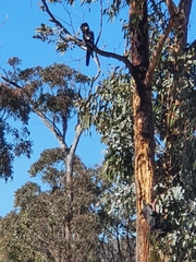 Zanda funerea funerea