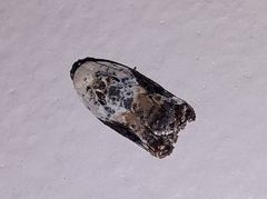 Acleris nivisellana