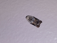 Acleris nivisellana