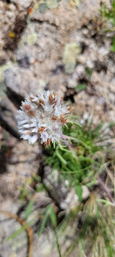 Image of Hoosier Pass Ipomopsis (Ipomopsis globularis) by no rights reserved