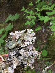 Platismatia norvegica