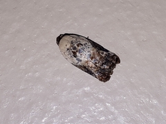 Acleris nivisellana