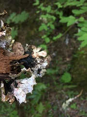 Platismatia norvegica