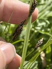 Carex micropoda