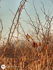 Agelaioides badius