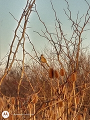 Agelaioides badius