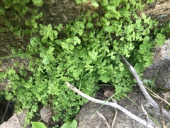 Adiantum excisum