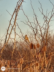 Agelaioides badius