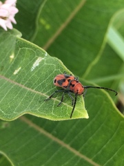 Tetraopes tetrophthalmus
