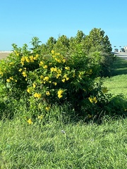 Senna corymbosa