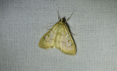 Helvibotys helvialis