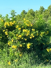 Senna corymbosa