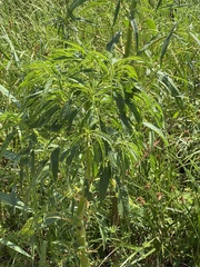 Amaranthus cannabinus