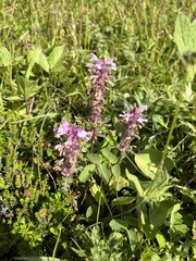 Pedicularis verticillata