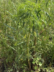 Amaranthus cannabinus