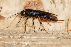 Urocerus cressoni