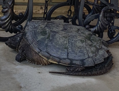 Chelydra
