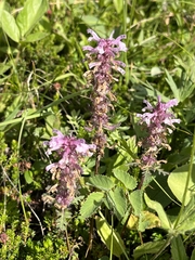 Pedicularis verticillata