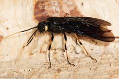 Urocerus cressoni