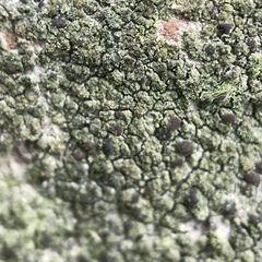 Scoliciosporum umbrinum