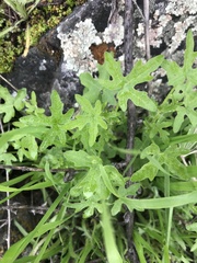 Bowlesia uncinata