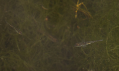 Gasterosteus aculeatus