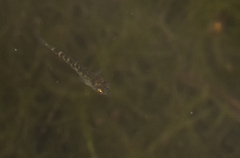 Gasterosteus aculeatus