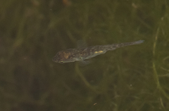 Gasterosteus aculeatus