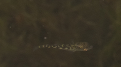 Gasterosteus aculeatus