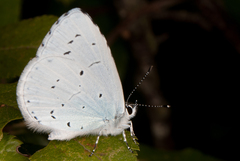 Celastrina argiolus