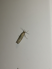 Agriphila tristella