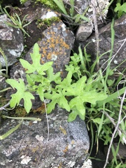 Bowlesia uncinata