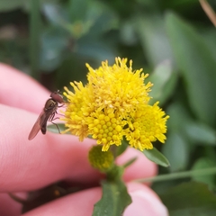 Solidago leiocarpa