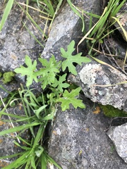 Bowlesia uncinata